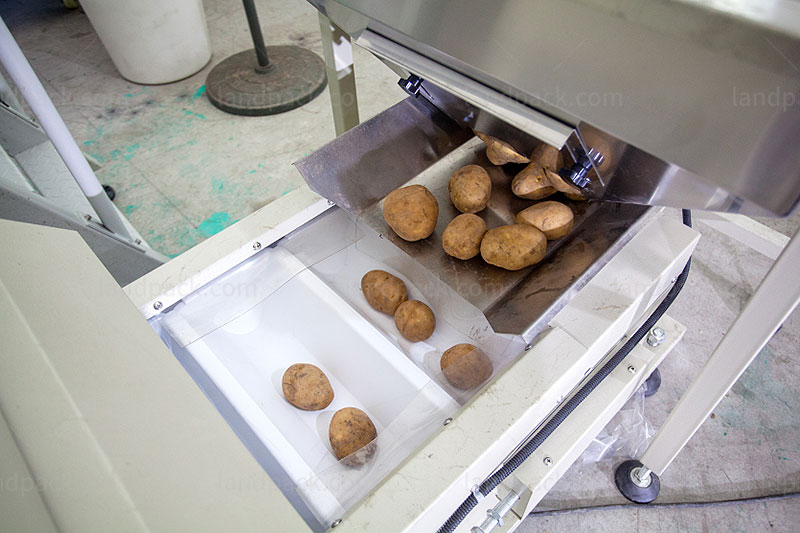potato packing equipment